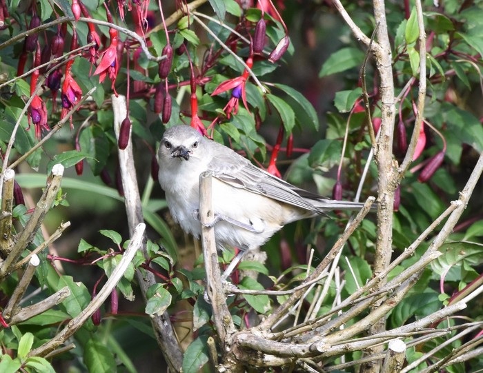 Barred Warbler