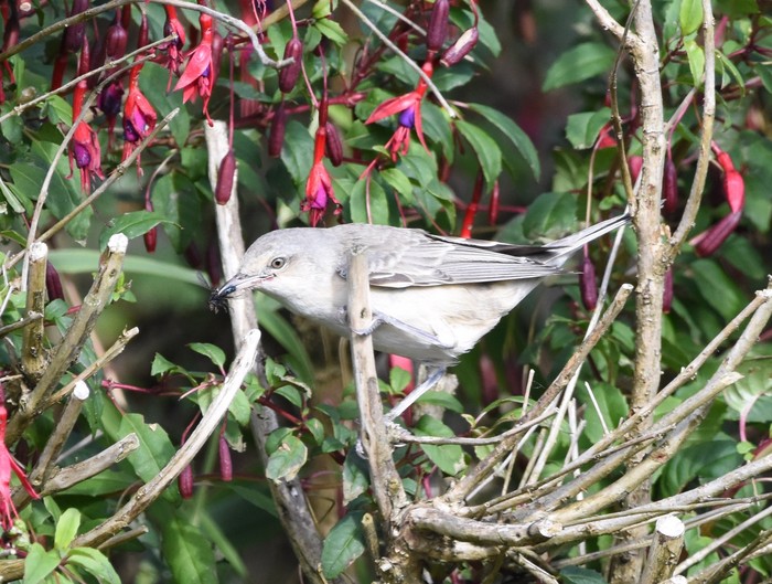 Barred Warbler