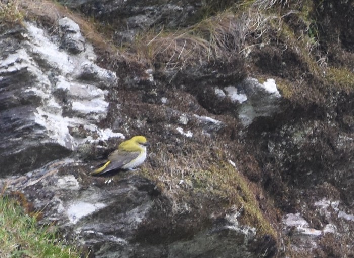 Golden Oriole