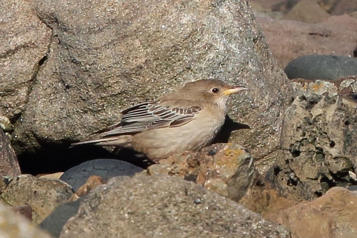 Rose-coloured Starling