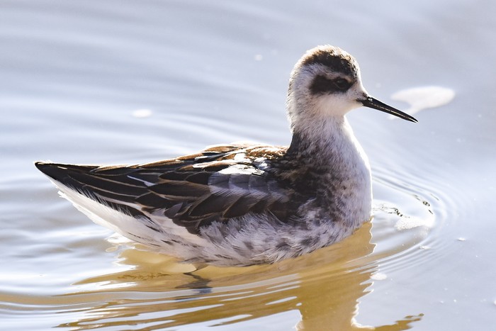 Red-necked Phalarope