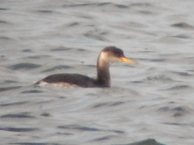Red-necked Grebe