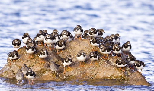 Purple Sandpiper
