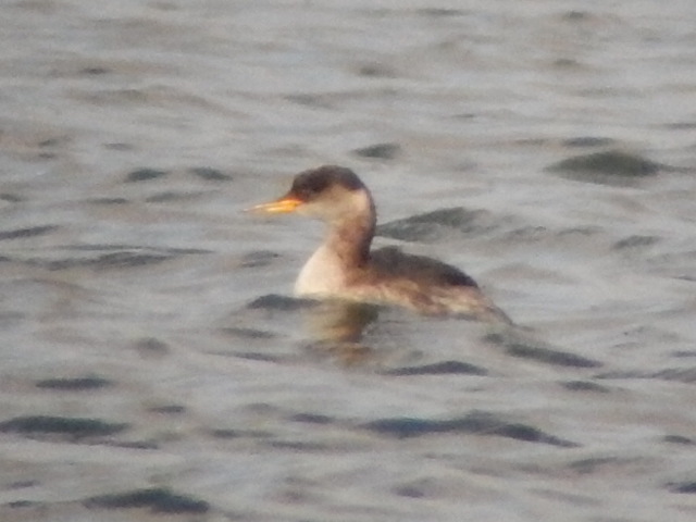 Red-necked Grebe