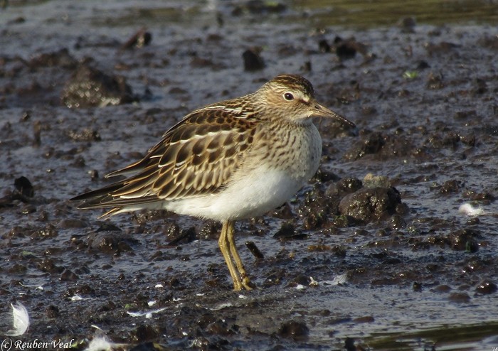 Pectoral Sandpiper