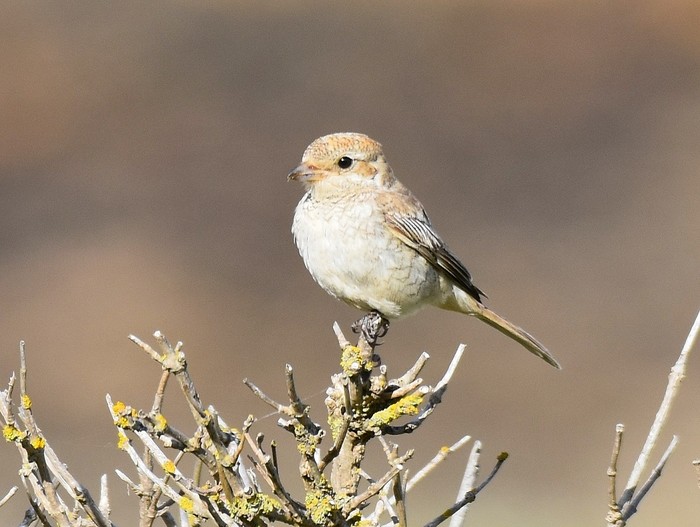 Woodchat Shrike