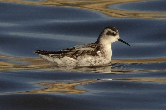Red-necked Phalarope