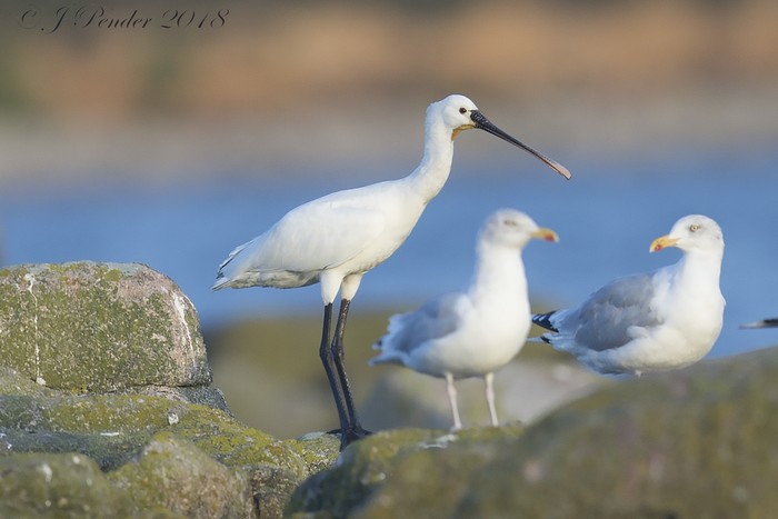 Spoonbill