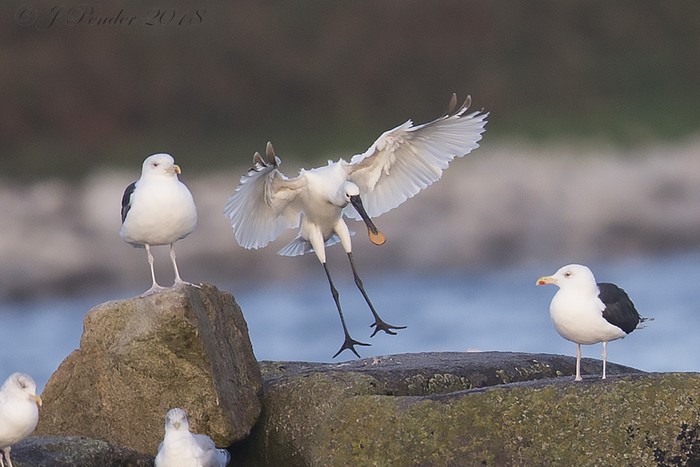 Spoonbill