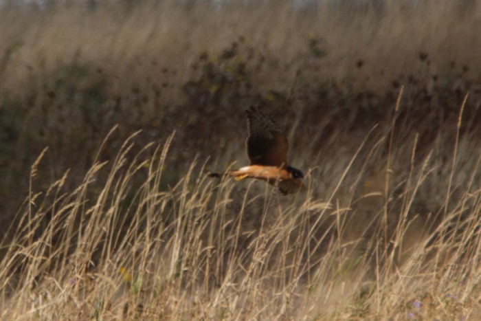 Pallid Harrier