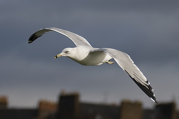 Ring-billed Gull