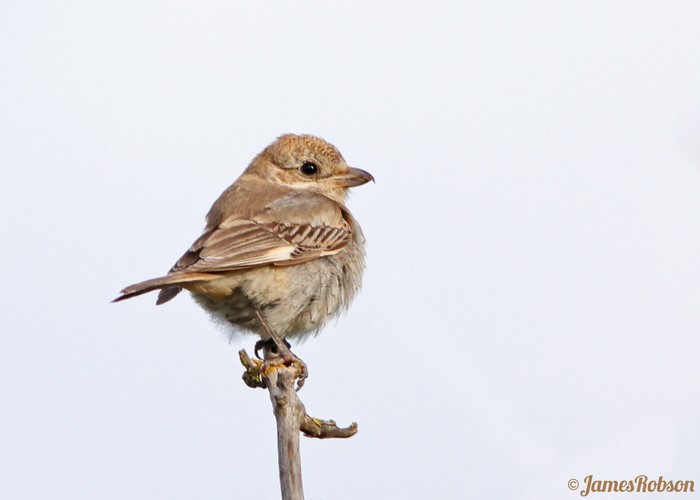 Woodchat Shrike