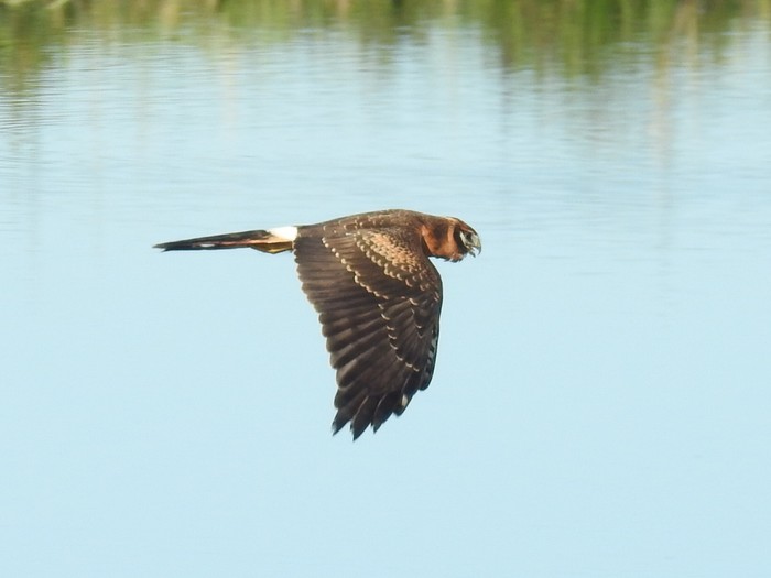 Pallid Harrier