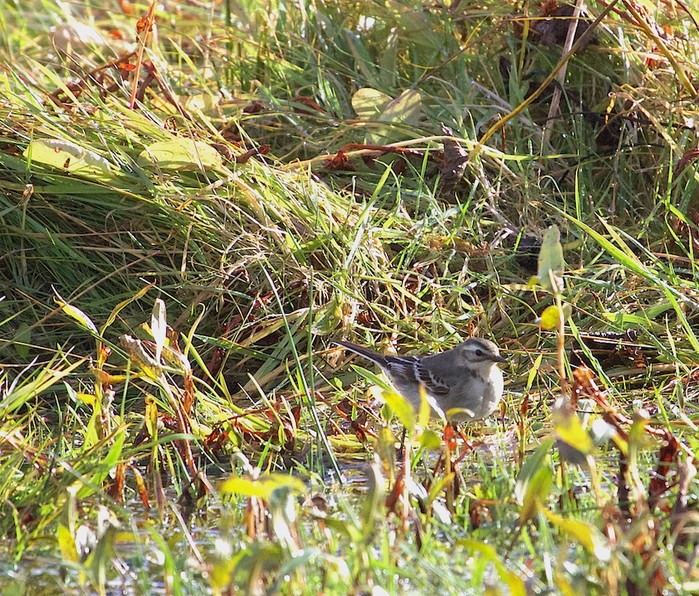 Citrine Wagtail