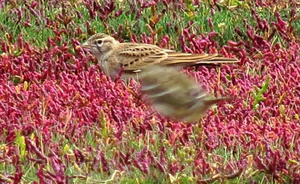 Short-toed Lark