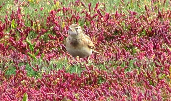 Short-toed Lark