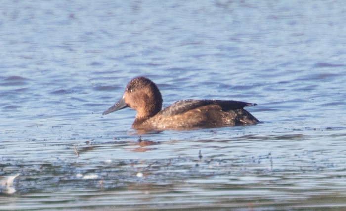 Ferruginous Duck