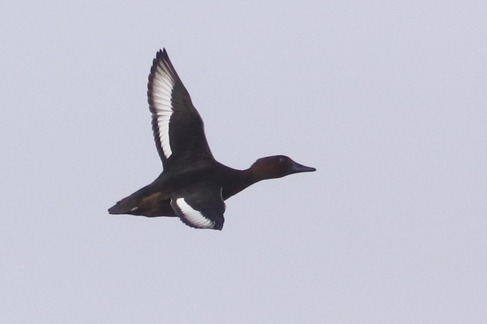 Ferruginous Duck