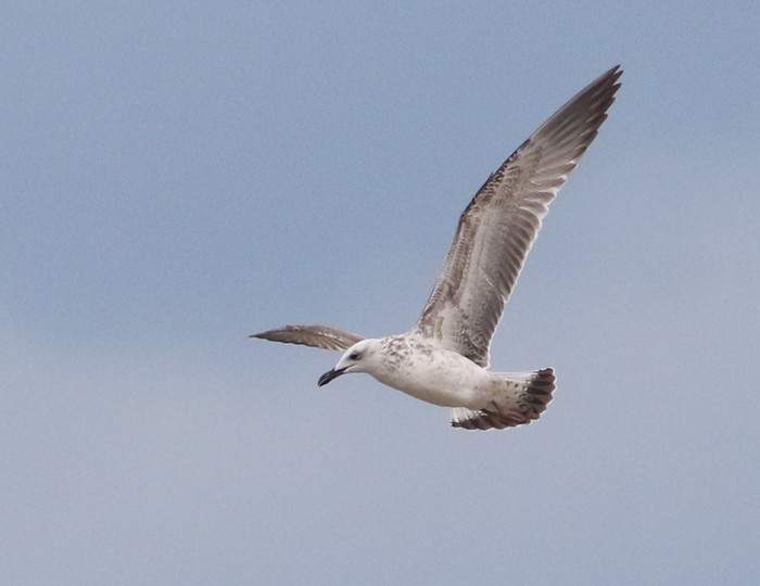 Caspian Gull