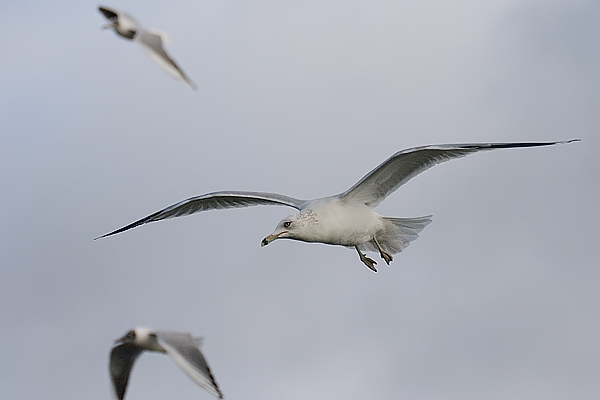 Ring-billed Gull