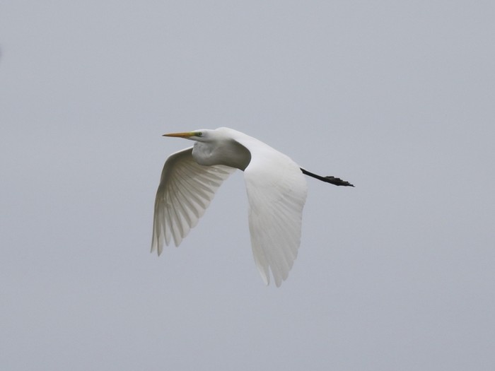 Great White Egret