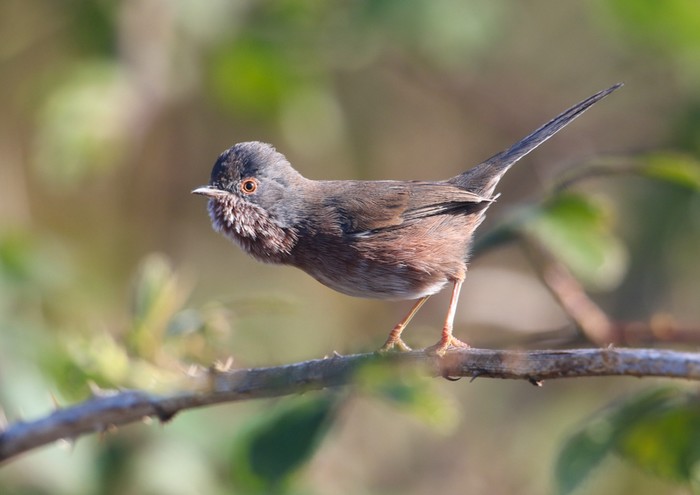 Dartford Warbler