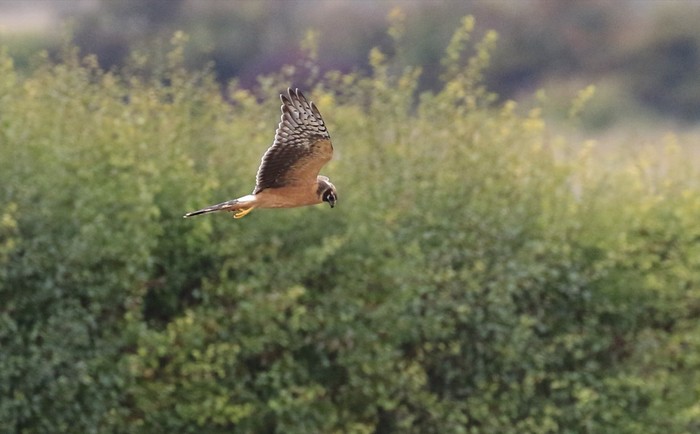 Pallid Harrier