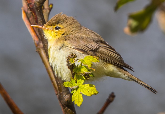Melodious Warbler