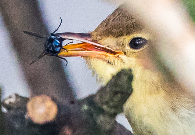 Melodious Warbler