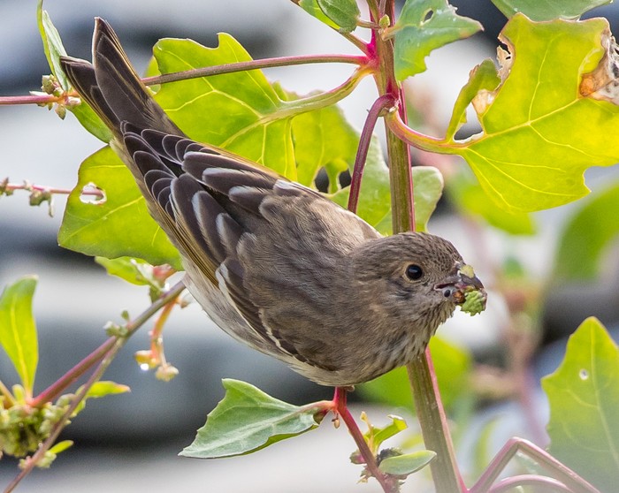 Common Rosefinch
