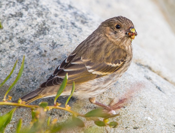 Common Rosefinch