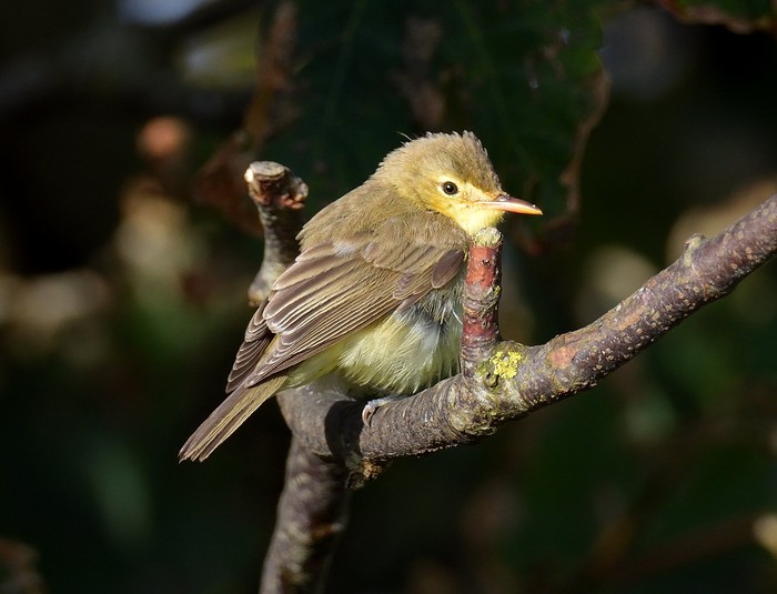 Melodious Warbler