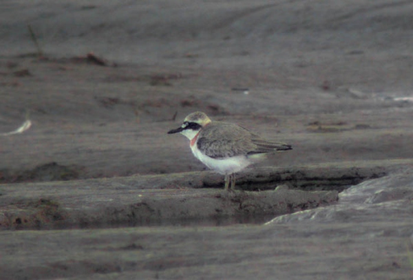 Greater Sand Plover