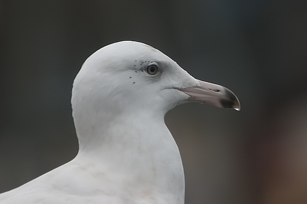 Glaucous Gull