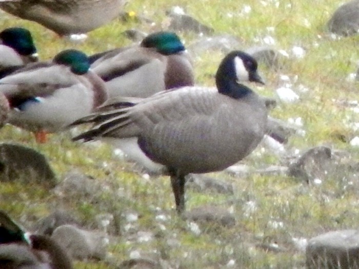 Ridgway's Cackling Goose