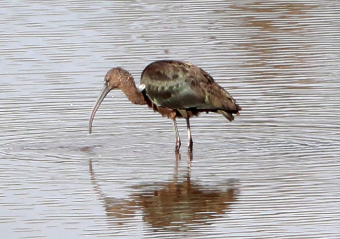 Glossy Ibis