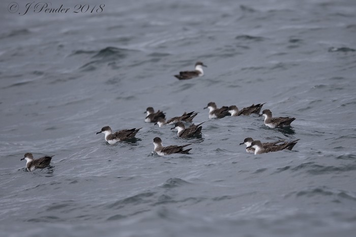 Great Shearwater