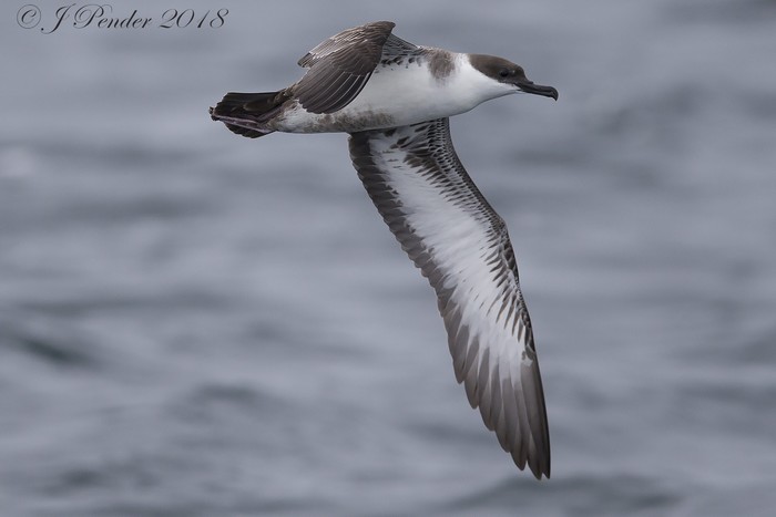 Great Shearwater