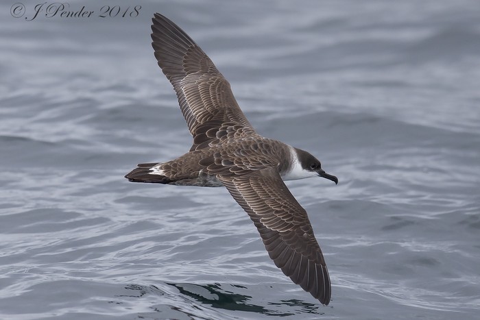 Great Shearwater