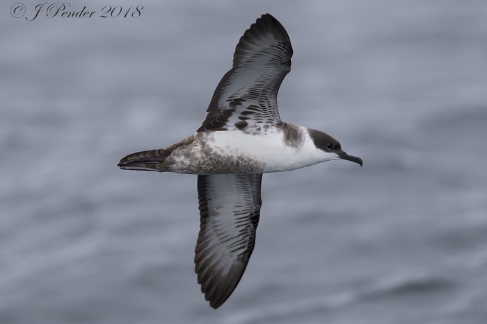 Great Shearwater