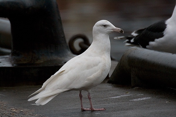 Glaucous Gull