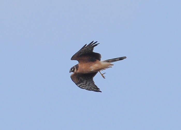 Pallid Harrier