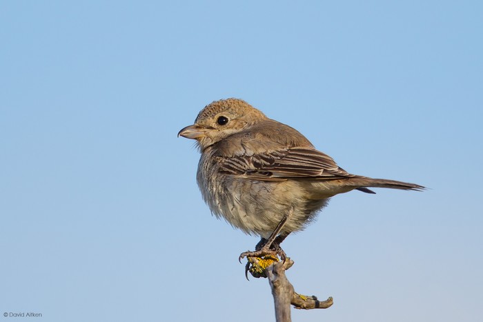 Woodchat Shrike