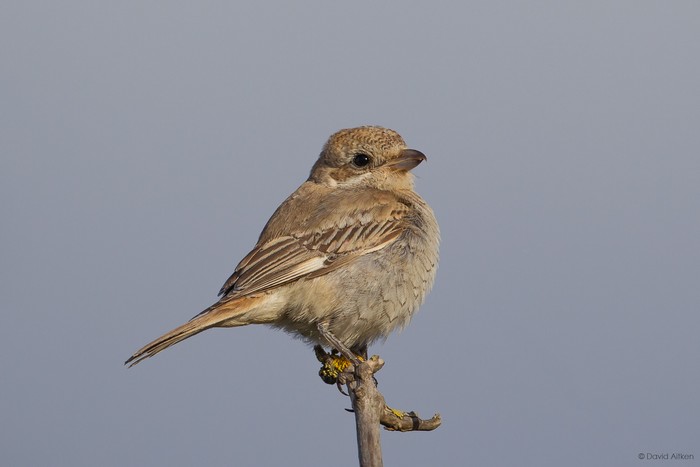 Woodchat Shrike