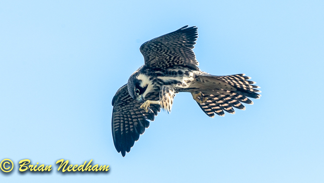 Hobby