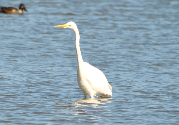 Great White Egret