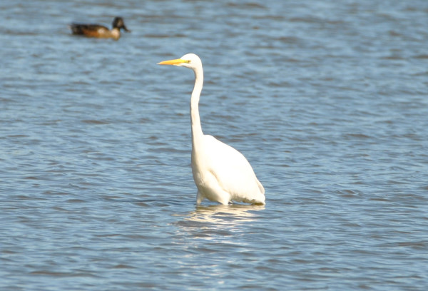 Great White Egret