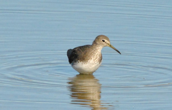 Green Sandpiper