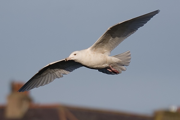 Glaucous Gull