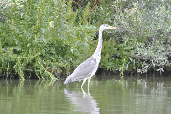 Grey Heron